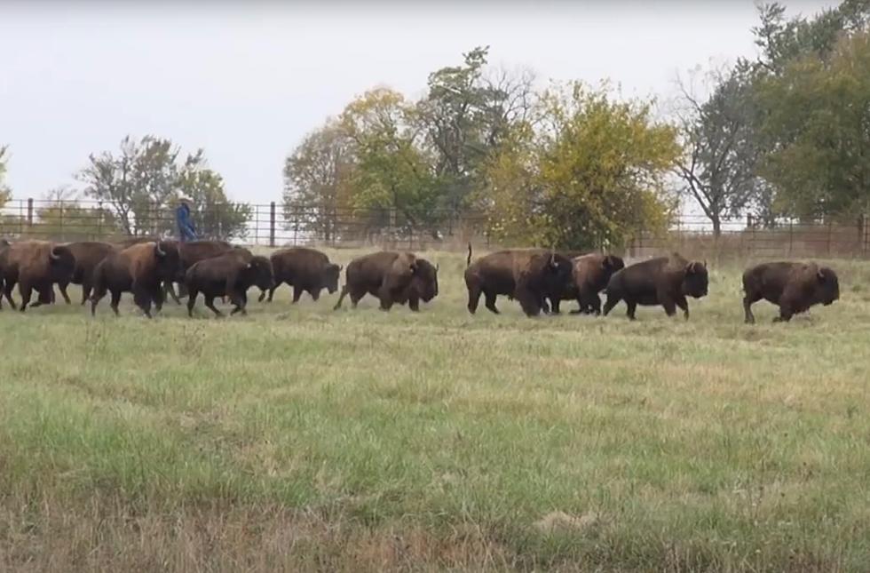 See Where 27 Bison Run Free on the Prairies of Illinois Again