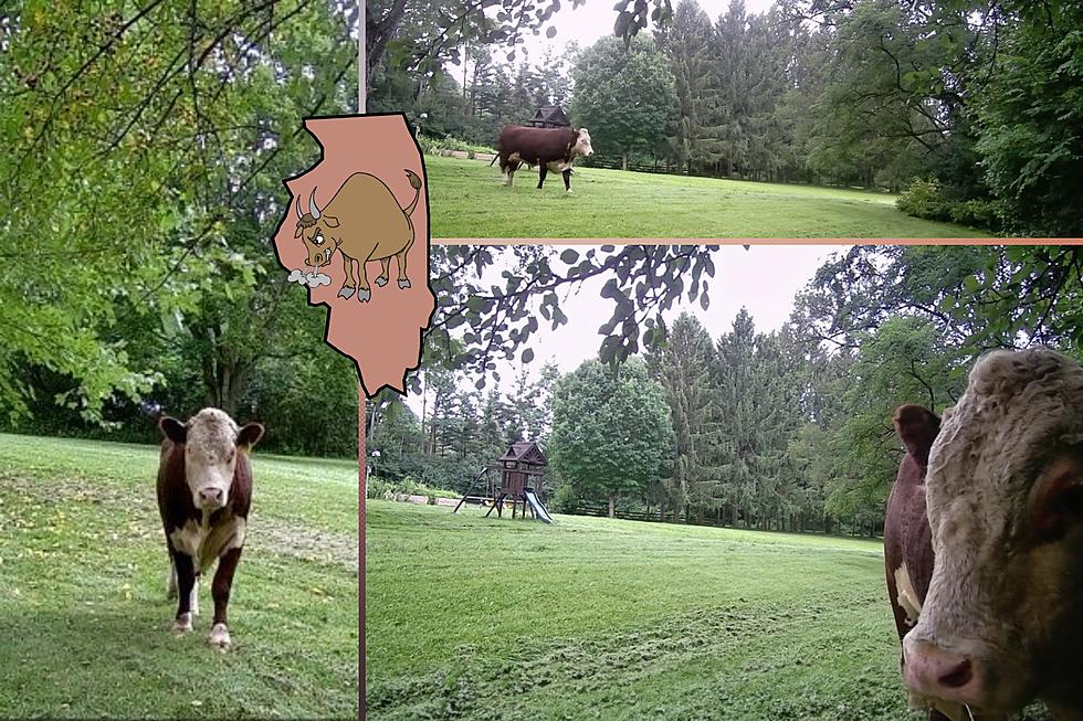 A Mad Bull Has Gone Rogue and is Loose in a Small Illinois Town