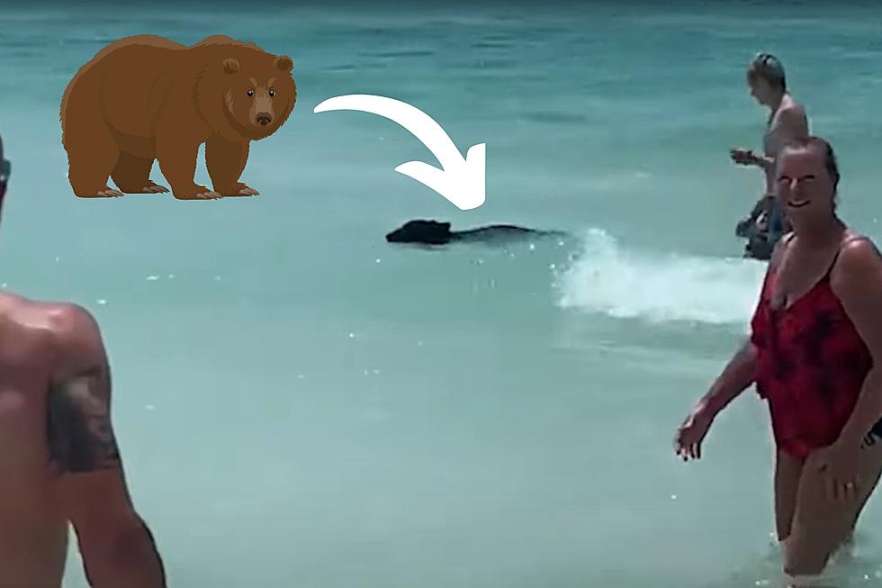 Watch a Missouri Family Accidentally Swim with a Bear on Vacation