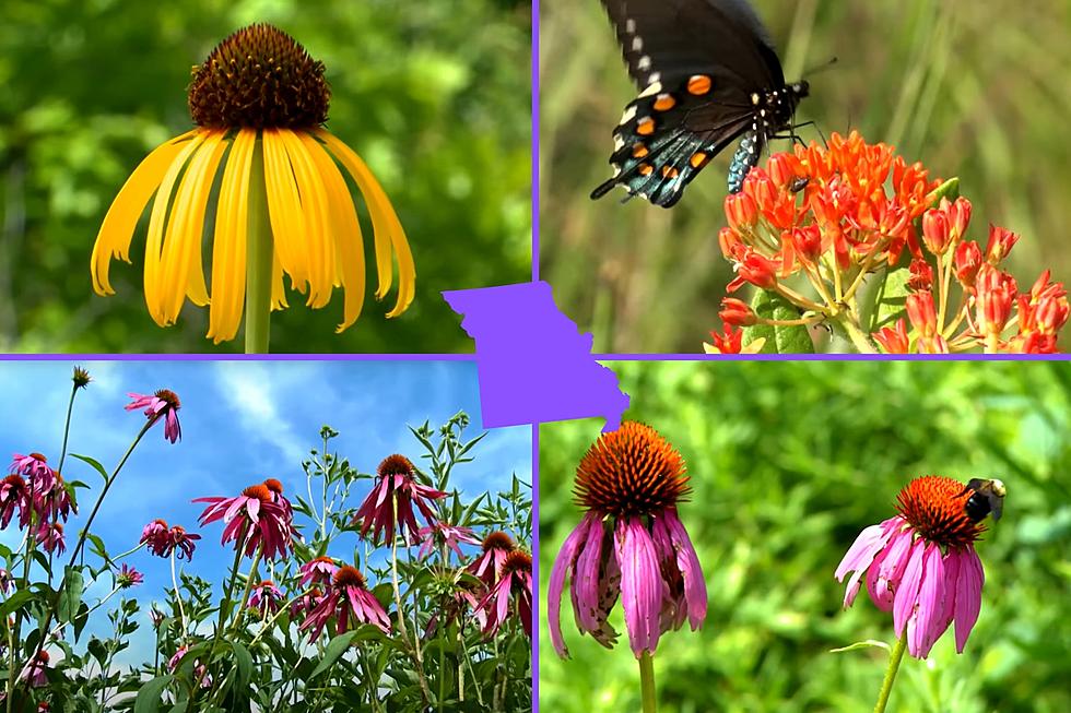 If You Want to See Wildlife, Missouri Says Plant These Flowers