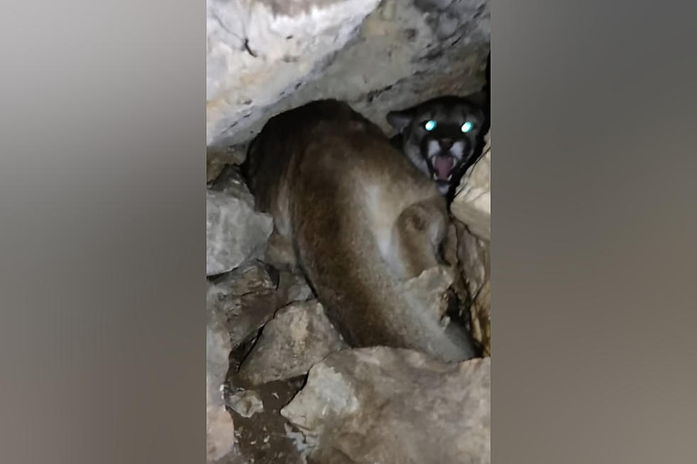When a Missouri Hillbilly Found a Furious Mountain Lion in a Cave