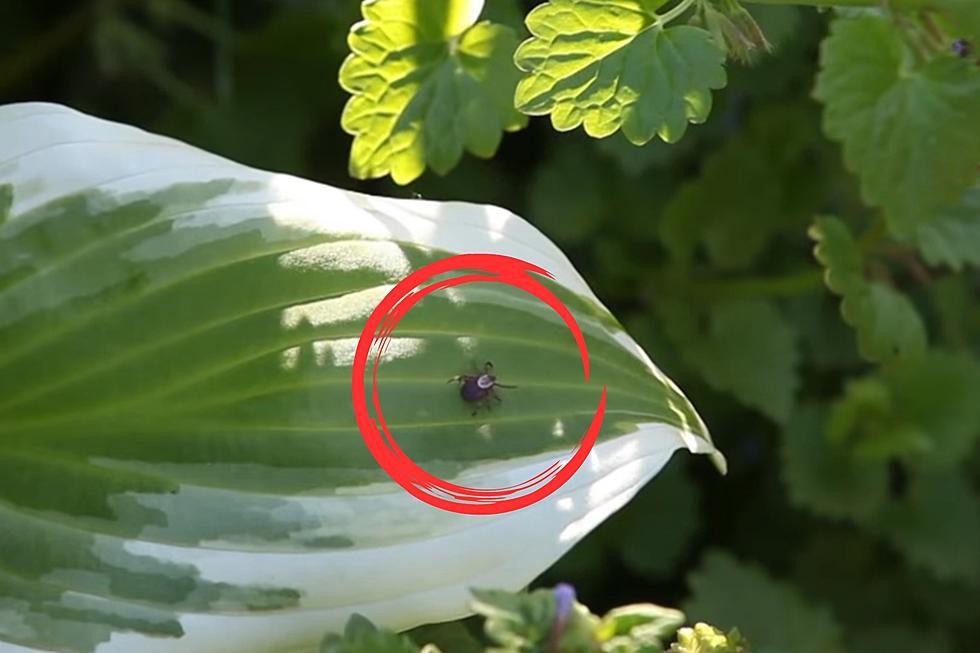 Dangerous Tick Found in a Missouri County for First Time Ever
