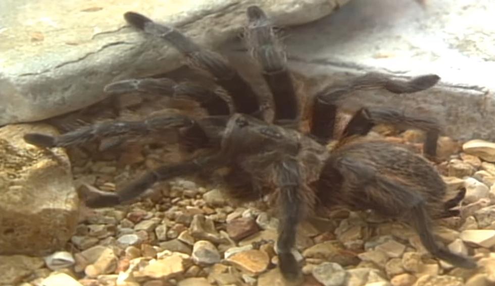Suddenly, Missouri’s Largest Spider Out of its Den & On the Move