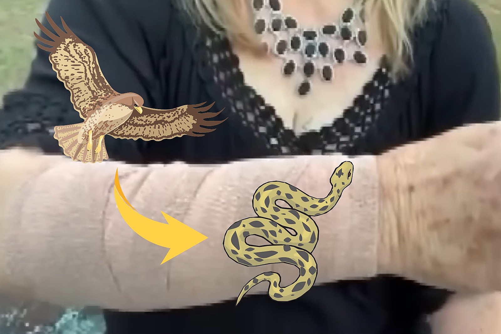 hawk vs snake