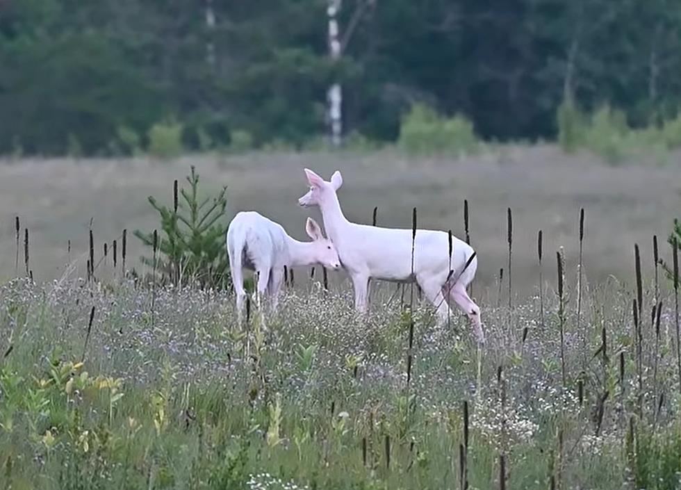 Watch 2 Rare Albino Deer Have a ‘Loving Moment’ in Wisconsin