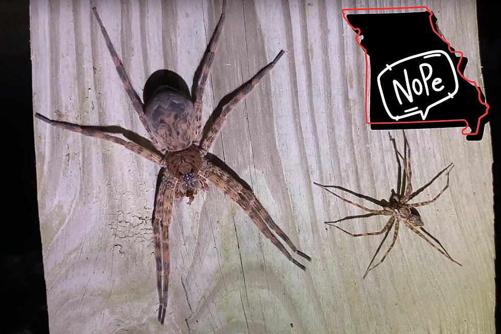 See the Massive Spiders that Love Hanging Out Near Missouri Lakes