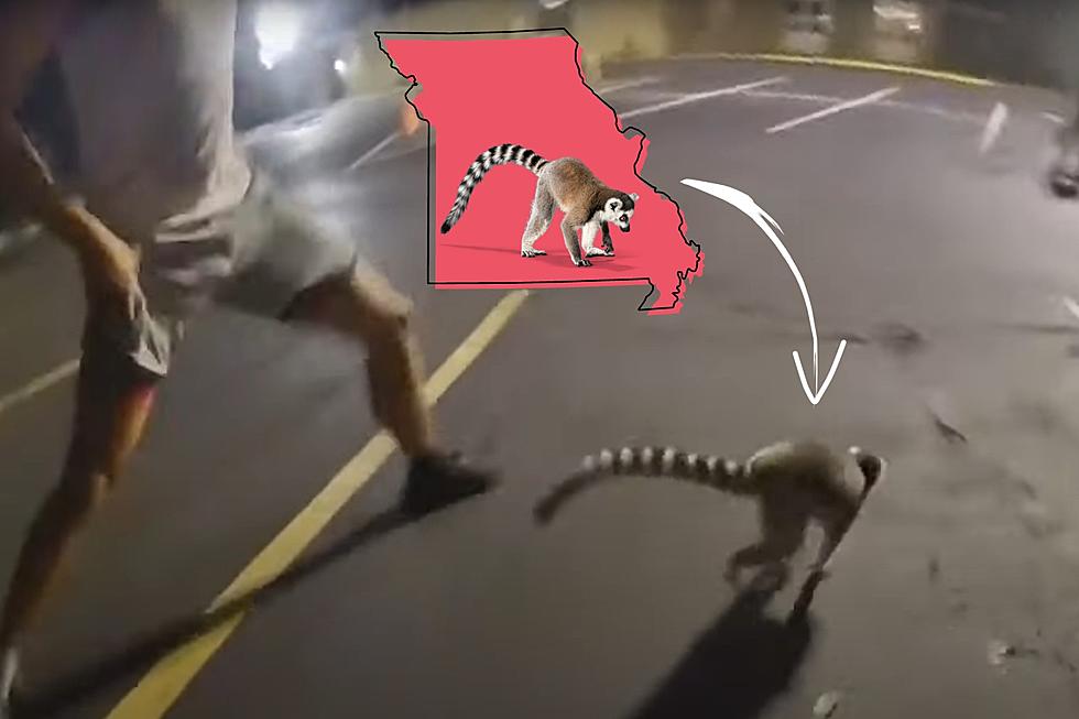 VIDEO: Police Chase Down Someone’s Illegal Pet Lemur in Missouri