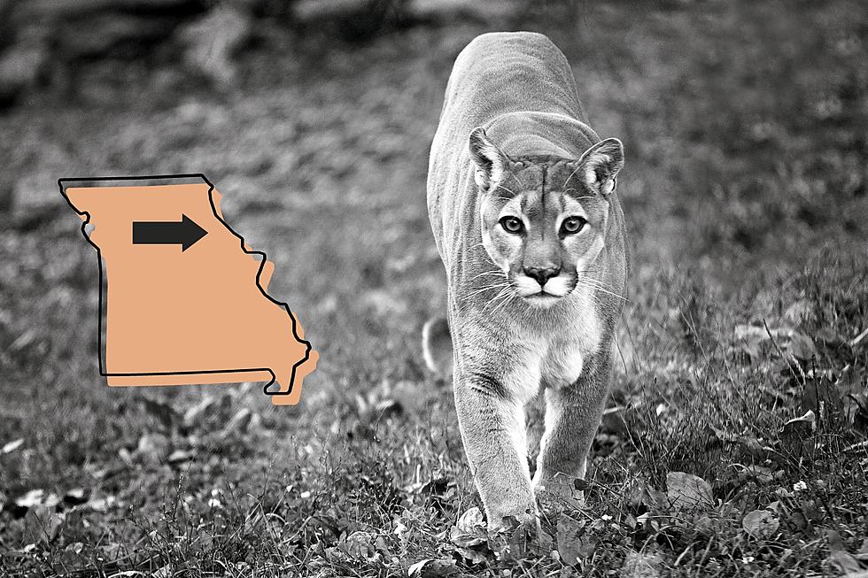 6 Times Mountain Lions Were Spotted in Northeast Missouri