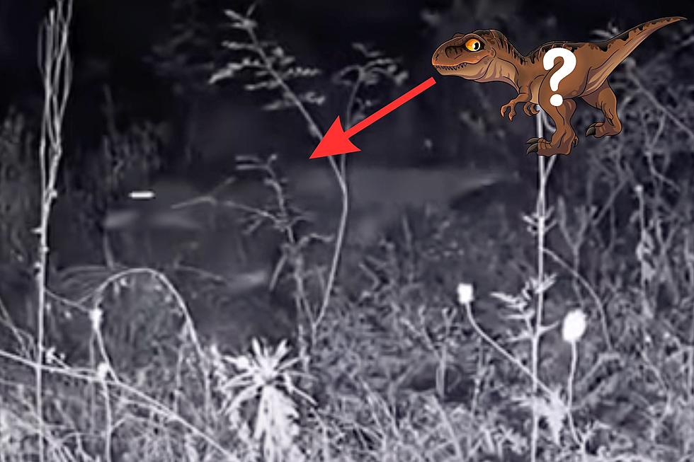 Jurassic Missouri? Trail Cam Video Shows Velociraptor, But Wait