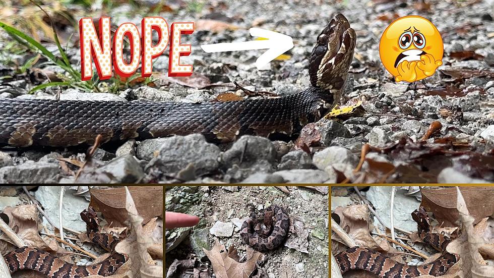 New Video of Illinois Snake Road Shows Copperheads are Everywhere