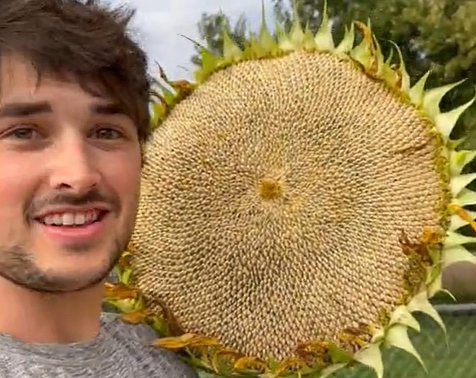 Illinois Man Shares Gargantuan Sunflower Bigger Than His Head