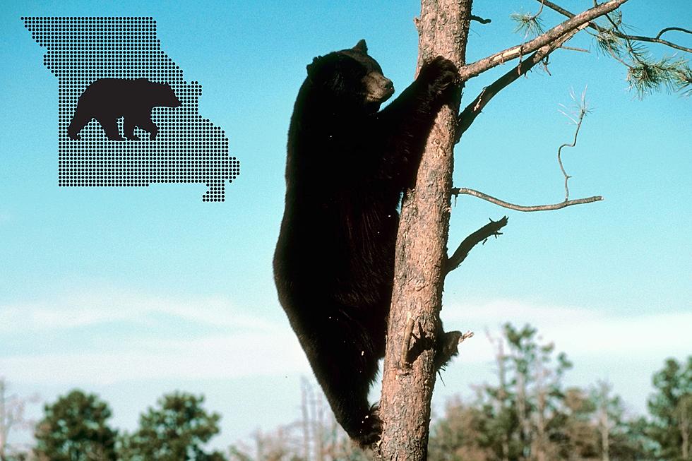 Missouri Warns Black Bear Sightings Are About to Go Up Big Time