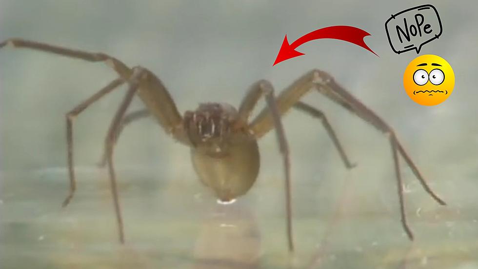 70% of Missouri Homes Believed to Have Brown Recluse Spiders?!?