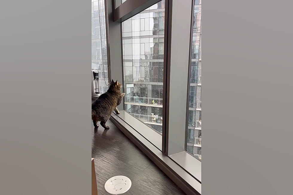 Happiness is Watching this Chicago Cat Try to Catch First Snow