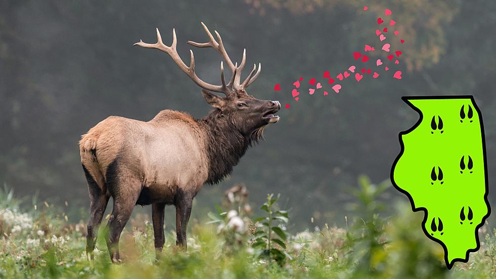 A Lonely Elk is Reportedly Roaming Illinois in Search of Love
