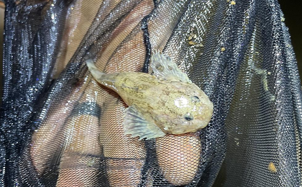 See a Rare Endangered Fish That Was Just Found UNDER Missouri
