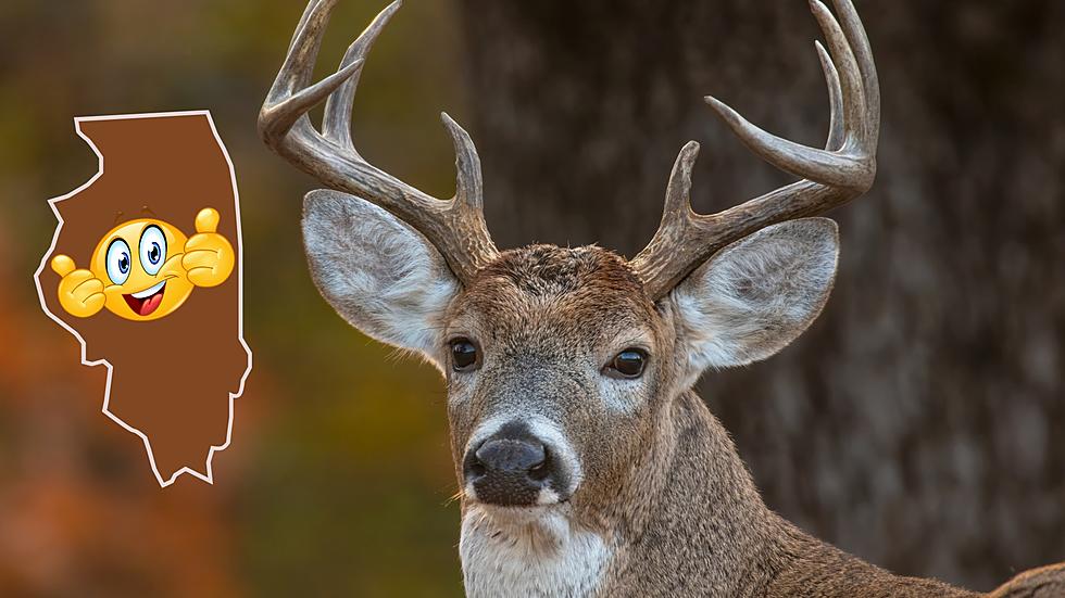Illinois Says It Now Has Plenty of Deer, But Thanks for Asking