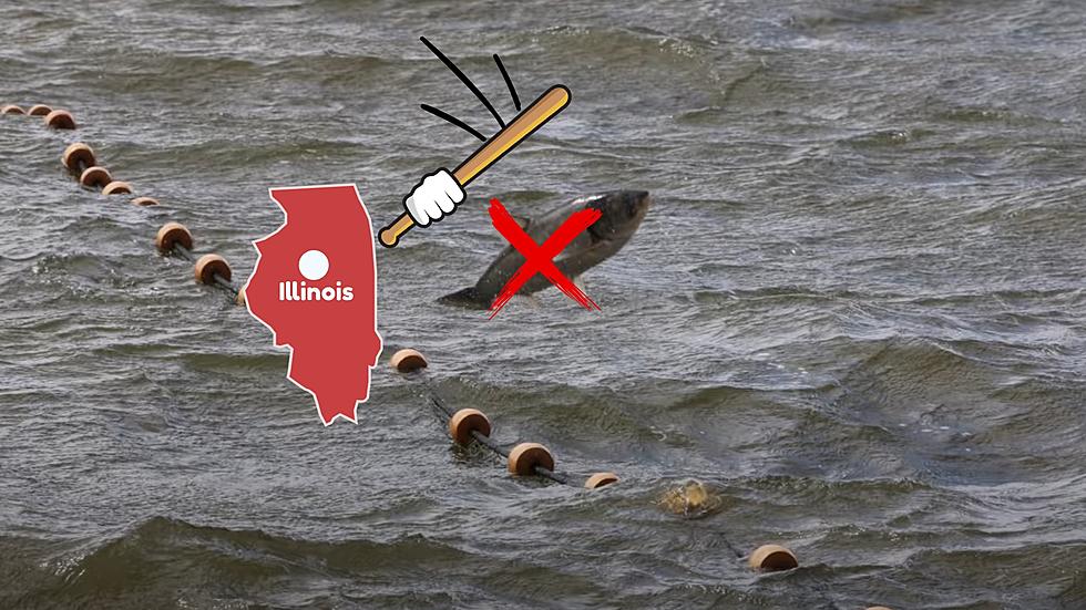 Battle Raging in Illinois to Stop Carp from Reaching Great Lakes