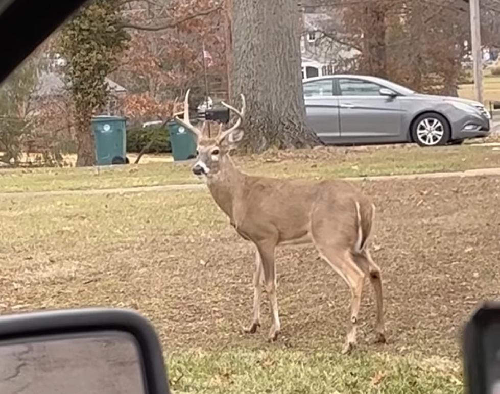 VIDEO: Missouri Deer Decides It's Safer in St. Louis than Woods