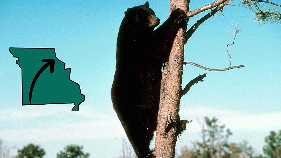 Black Bears Expanding Northward in Missouri? New Map Says Yes