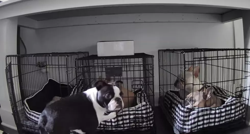 Chicago, Illinois, Dog, Busted