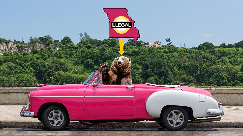 The Reason It&#8217;s Illegal to Drive with Uncaged Bear in Missouri?