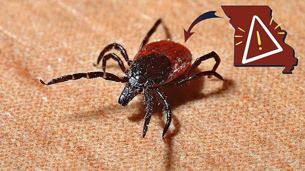 A Vile Disease-Spreading Invasive Tick Has Been Found in Missouri