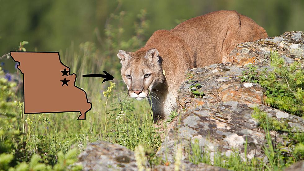 Mountain Lions Spotted in Northeast Missouri? Yes, 6 Years Ago