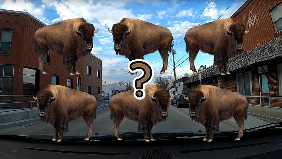 Fun Story of How a Tiny Missouri Town Got Surrounded by Buffalo