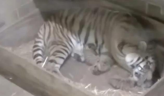 Amur tiger  Saint Louis Zoo