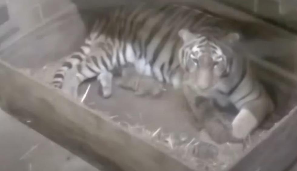 Aww – 3 Extremely Rare Tiger Cubs Just Born at the St. Louis Zoo