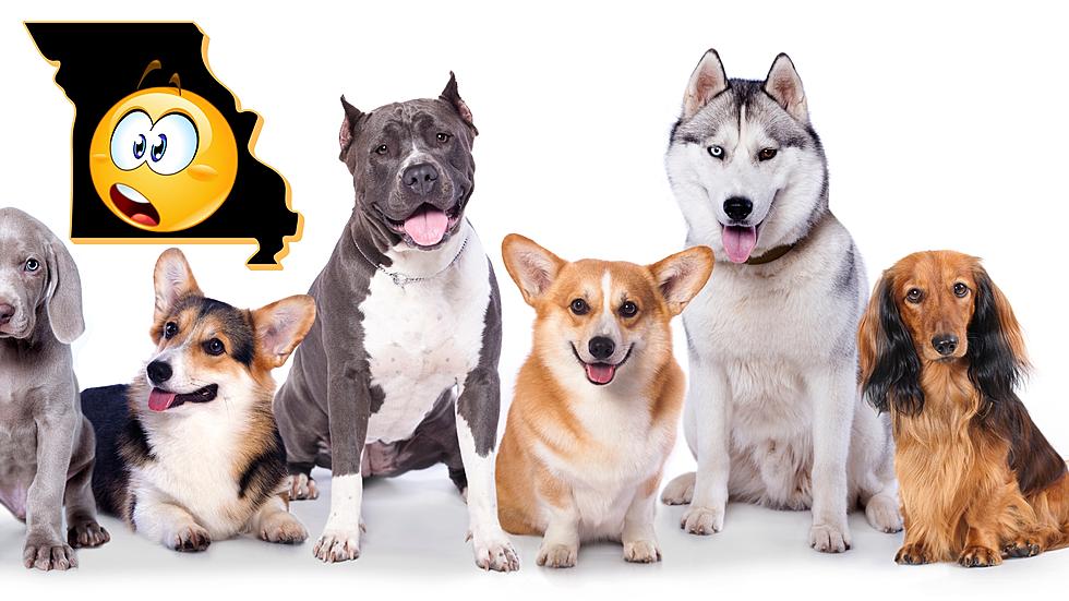 What is Missouri’s Favorite Dog Breed? You Will Likely Be Shocked