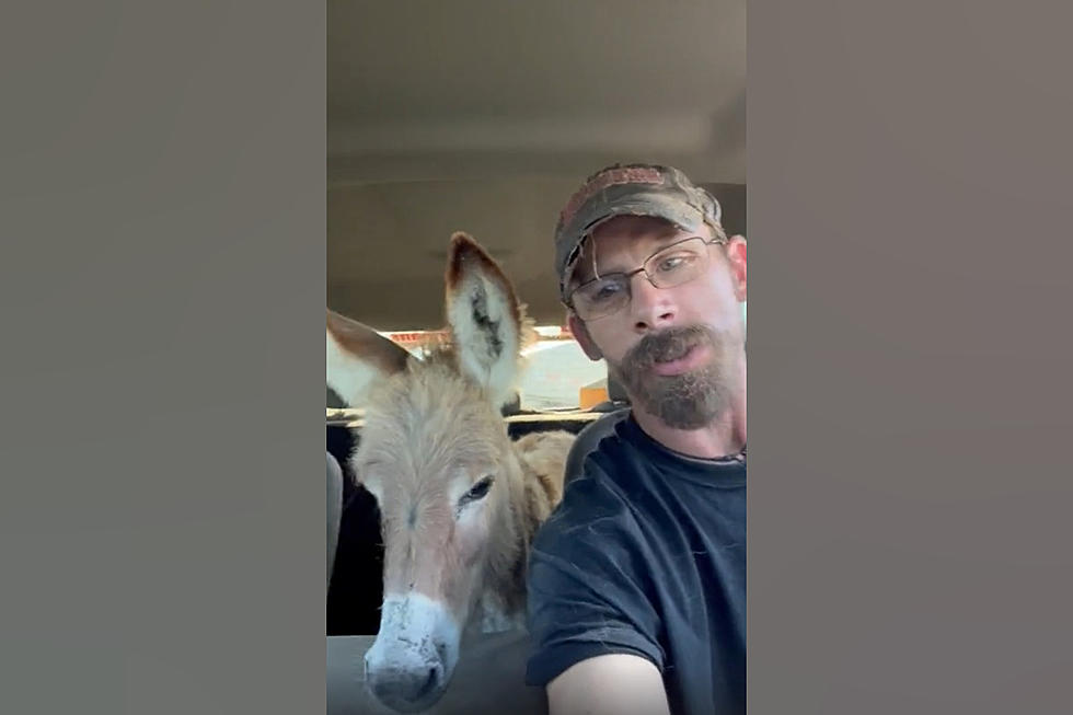 Watch a Camp Point, Illinois Mini-Donkey Ride VIP Style in Truck