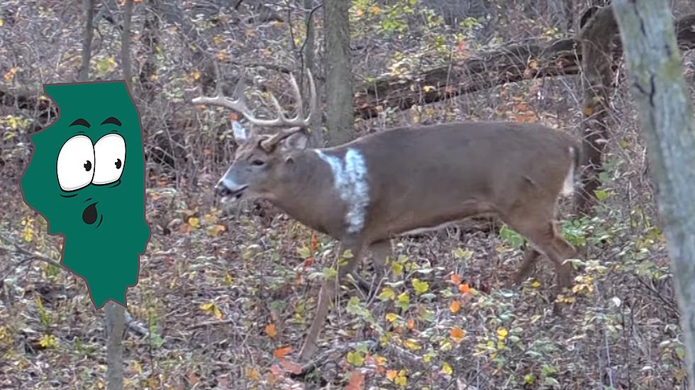 Illinois Hunter Took Down a Rare Piebald Buck with Only a Bow