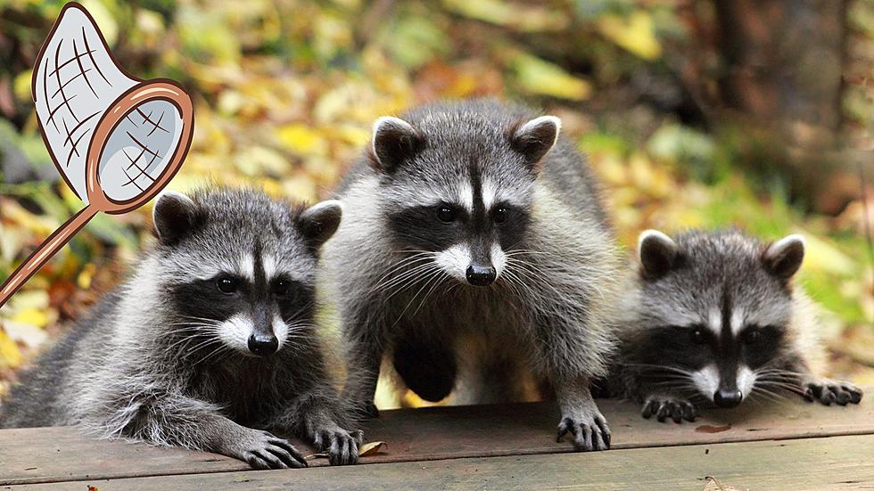 Missouri Really Wants to Teach You How to Trap Raccoons