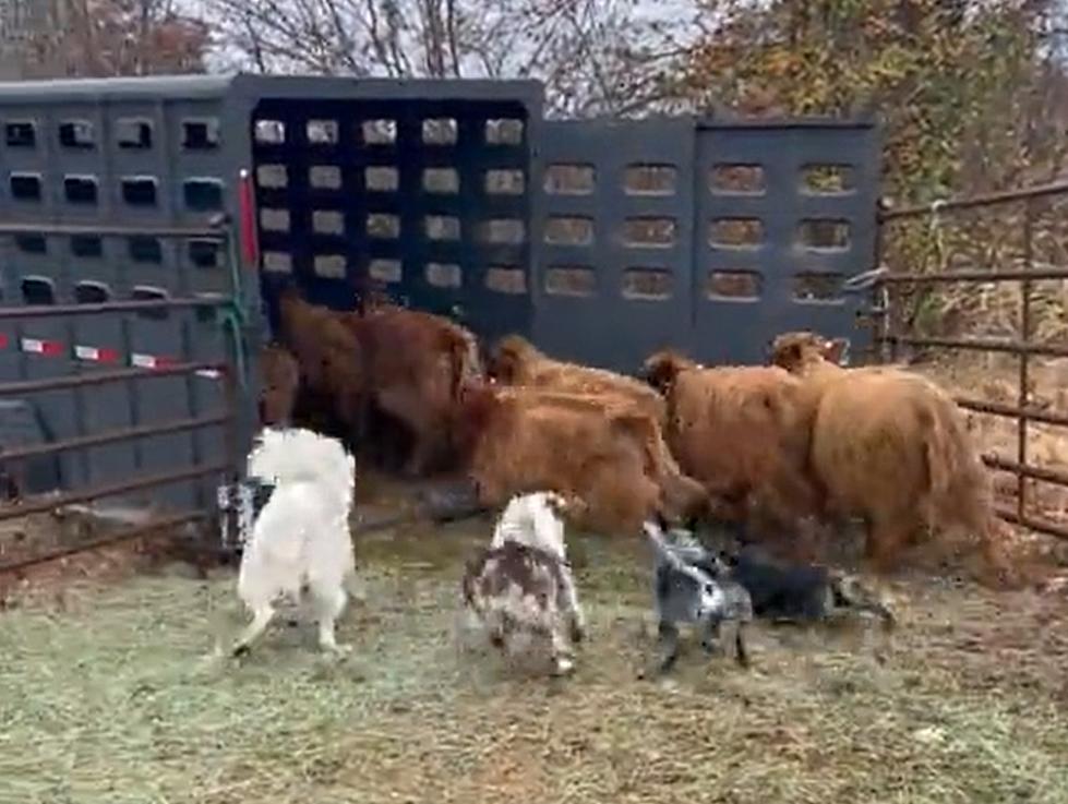 Watch Missouri Working Dogs Load Cattle Onto Trailer Like a Boss