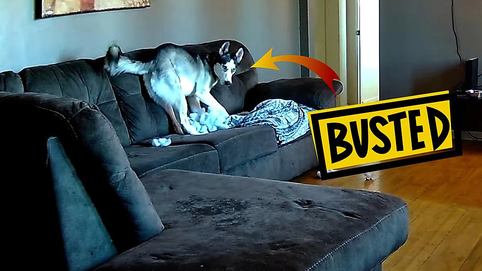 VIDEO: Rockford, Illinois Dog Busted Destroying His Human’s Couch