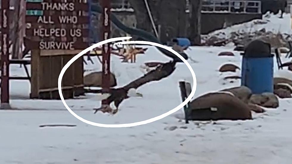 Watch an Eagle in Canton, Missouri Sneak Off with Someone’s Fish