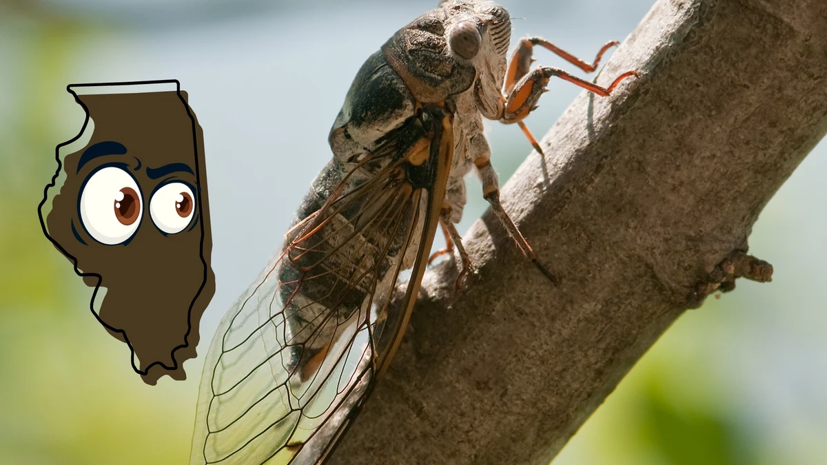 Illinois to Be Invaded by 1 Trillion Cicadas Most in 200+ Years
