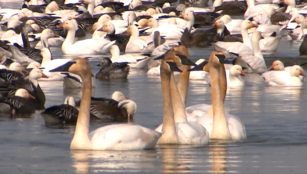 4,199 Magnificent Rare Swans Just Set a New Record in Missouri