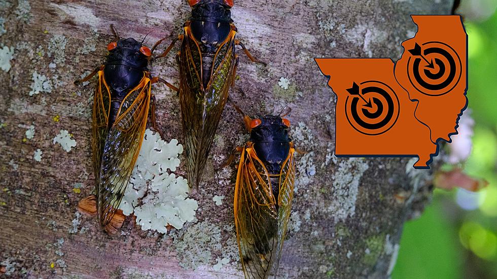 New Maps Show Where Cicadas Will Invade Missouri & Illinois