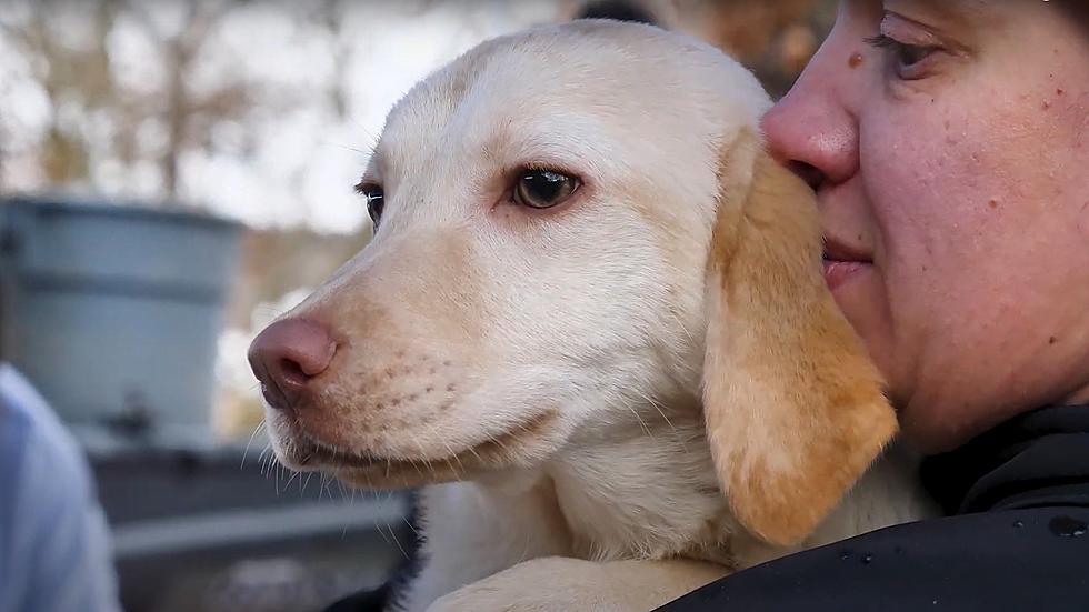 97 Labradors Rescued from ‘Horrific’ Conditions at Missouri Home