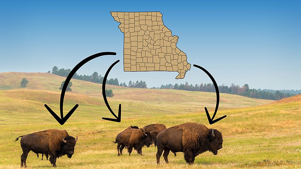 One of Missouri’s Largest Land Owners is Trying to Save the Bison