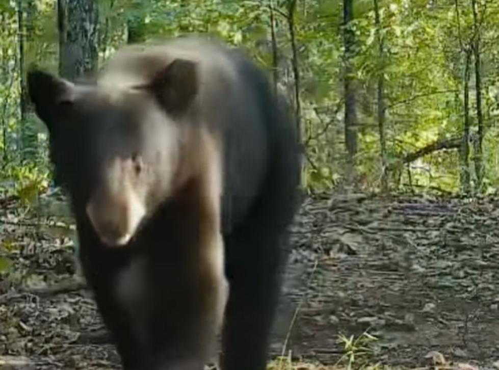 VIDEO: Missouri Black Bear Gets Up Close & Personal with Camera