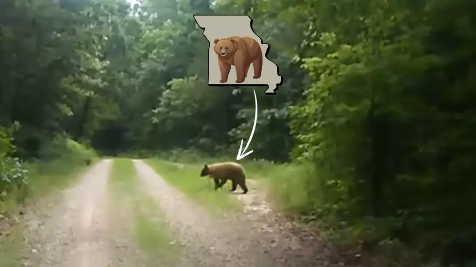 Missouri Man Sees Big Bear on a Trail – Has Nice Chat with Him