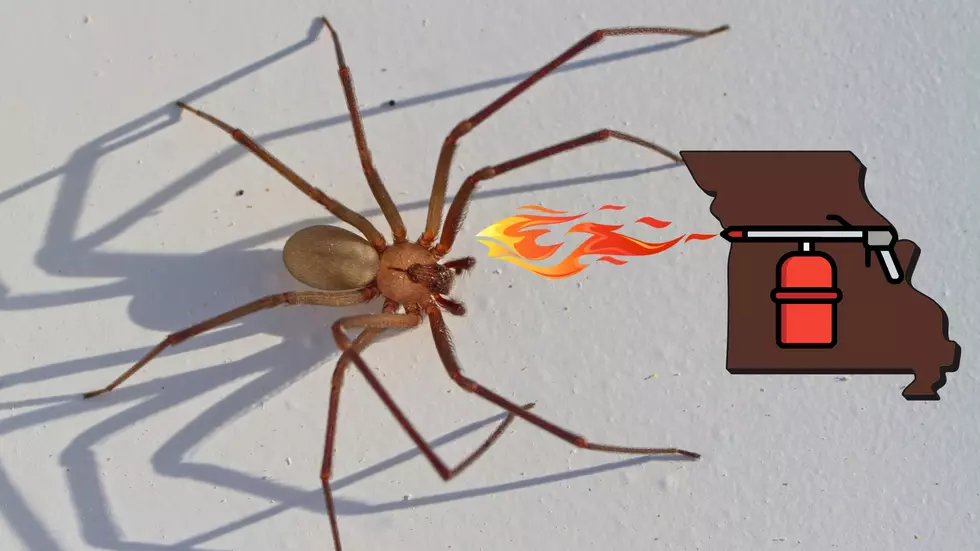 Easy Hacks to Keep Deadly Brown Recluse Spiders Away in Missouri