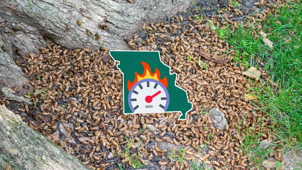 Blazing Heat Could Speed Up Historic Cicada Invasion in Missouri?