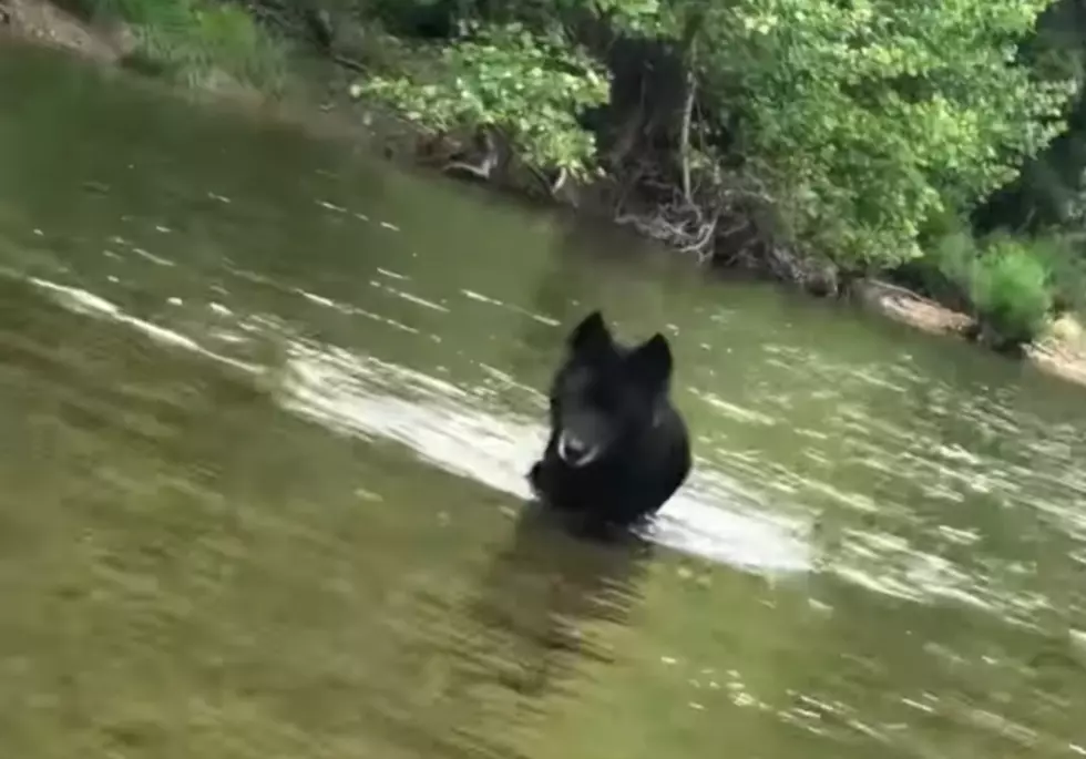 Wolfdogs via YouTube
