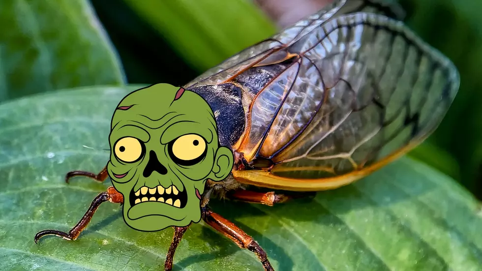 Run For Your Life – Millions of Zombie Cicadas Invading Illinois