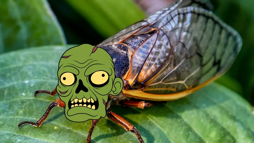 Run For Your Life &#8211; Millions of Zombie Cicadas Invading Illinois